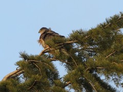 Accipiter cooperii
