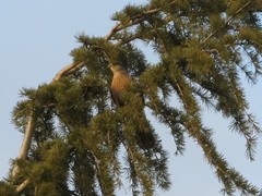 Accipiter cooperii