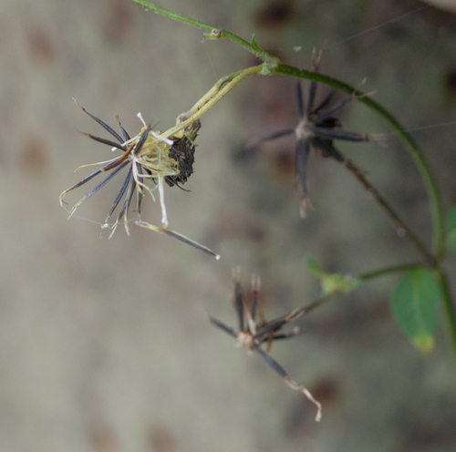 Bidens alba