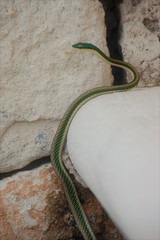 Leptophis mexicanus