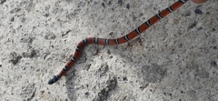 Erythrolamprus bizona
