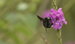 Bombus pullatus