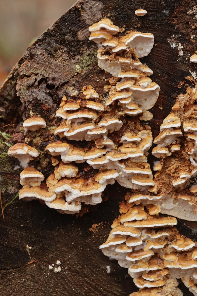 Fomitopsis serialis · December 2025 · photo: © bjoerns (iNaturalist, cc-by)