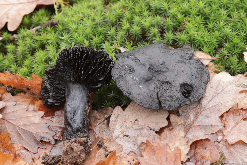 Russula nigricans · December 2025 · photo: © bjoerns (iNaturalist, cc-by)