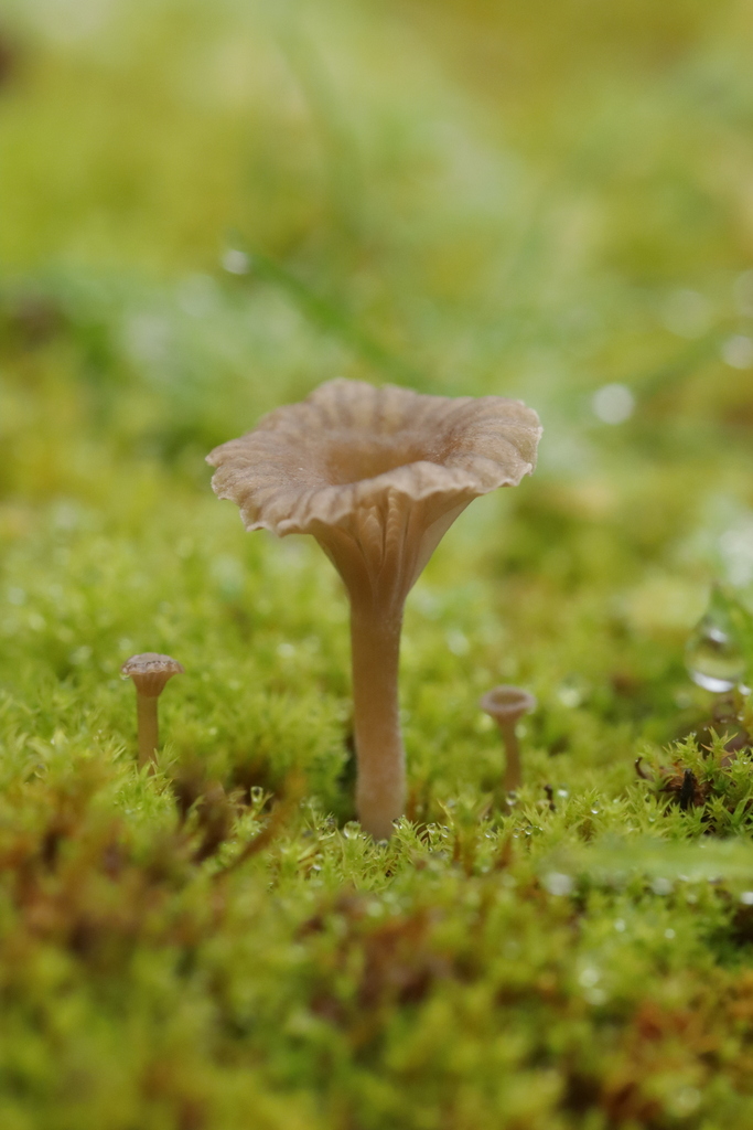 Arrhenia rickenii · December 2025 · photo: © bjoerns (iNaturalist, cc-by)