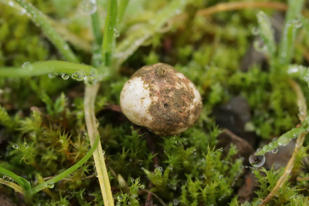 Tulostoma brumale · December 2025 · photo: © bjoerns (iNaturalist, cc-by)