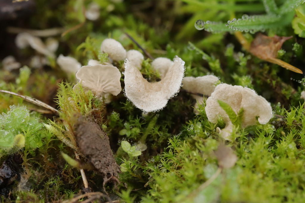 Arrhenia retiruga · December 2025 · photo: © bjoerns (iNaturalist, cc-by)