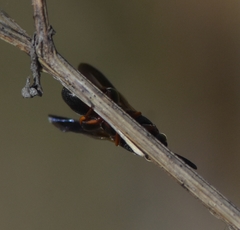 Leucospis robertsoni