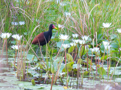Jacana jacana