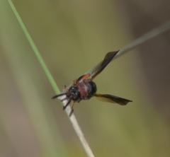 Leucospis robertsoni