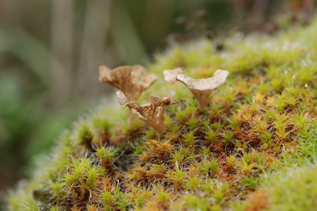 Arrhenia spathulata · December 2025 · photo: © bjoerns (iNaturalist, cc-by)