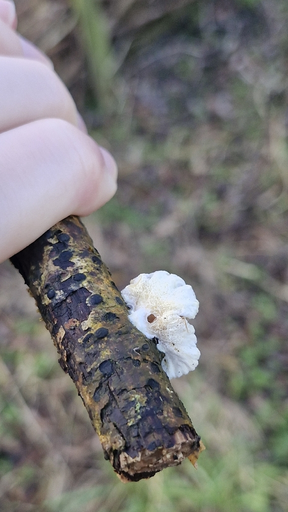 Crepidotus · December 2025 · photo: © cfg (iNaturalist, cc-by)