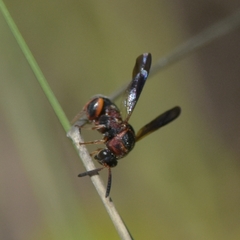 Leucospis robertsoni