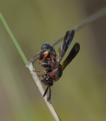 Leucospis robertsoni