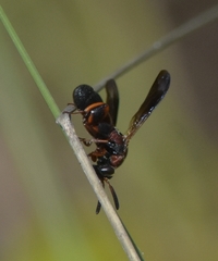 Leucospis robertsoni