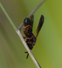 Leucospis robertsoni