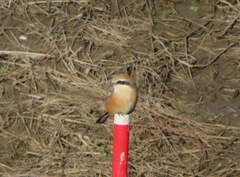 Lanius bucephalus