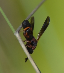 Leucospis robertsoni