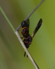 Leucospis robertsoni