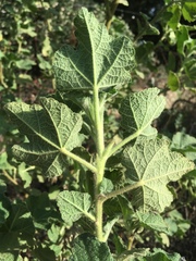 Malacothamnus lucianus