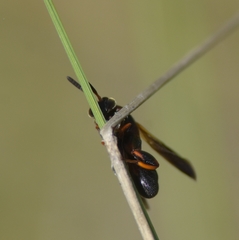 Leucospis robertsoni