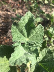 Malacothamnus lucianus