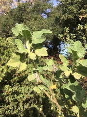 Malacothamnus lucianus