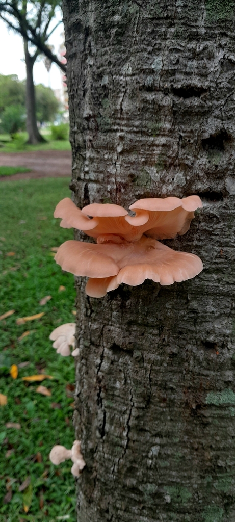 Pleurotus djamor · December 2025 · photo: © rafaperazzolo (iNaturalist, cc-by)