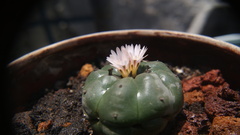 Lophophora williamsii