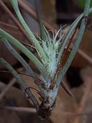 Viola walteri image