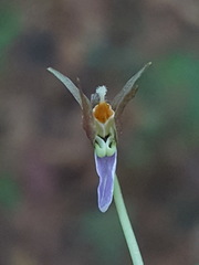 Viola walteri image