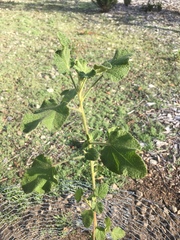 Malacothamnus lucianus