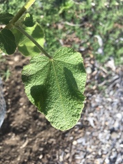 Malacothamnus lucianus