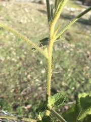 Malacothamnus lucianus