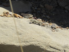 Sceloporus graciosus graciosus