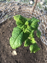 Malacothamnus involucratus