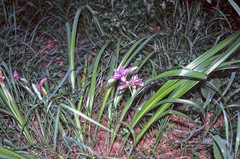 Iris graminea