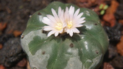 Lophophora williamsii