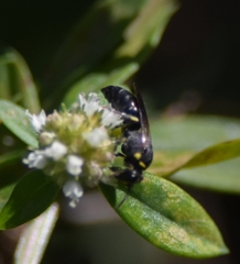 Hylaeus confluens