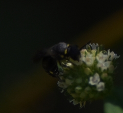 Hylaeus confluens