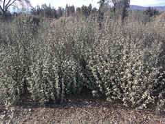 Malacothamnus abbottii