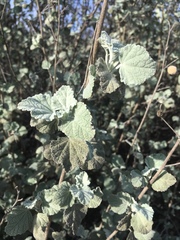 Malacothamnus abbottii