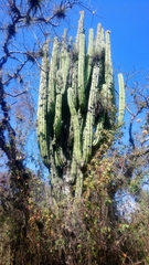 Pachycereus