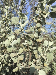 Malacothamnus jonesii