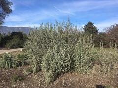 Malacothamnus jonesii