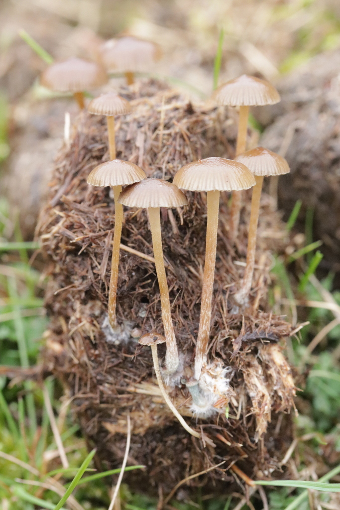Psilocybe liniformans