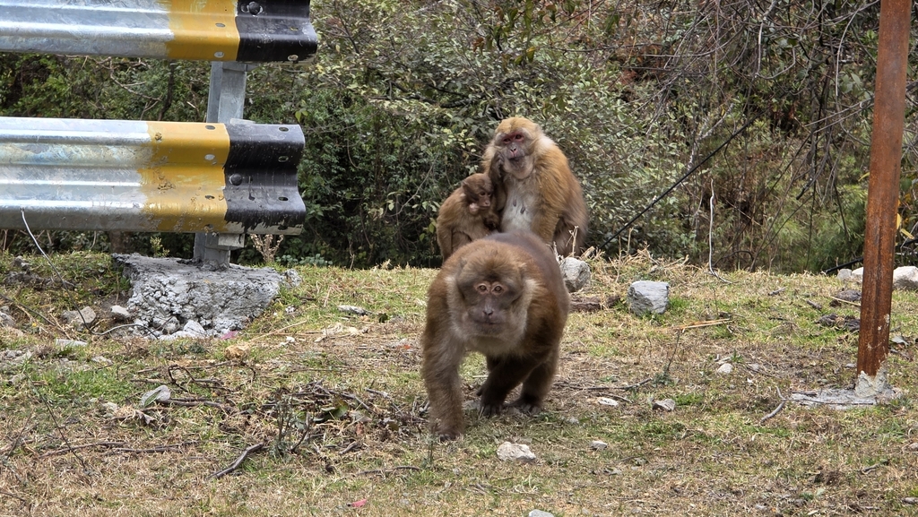 Arunachal Macaque