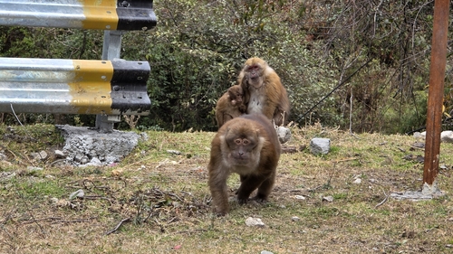 Arunachal Macaque