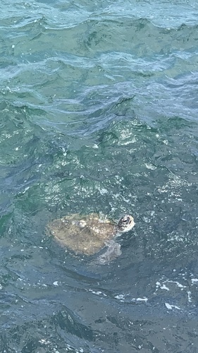 Chelonia mydas