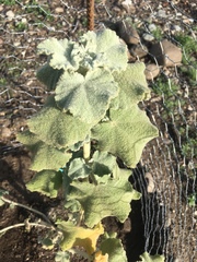 Malacothamnus fremontii cercophorus